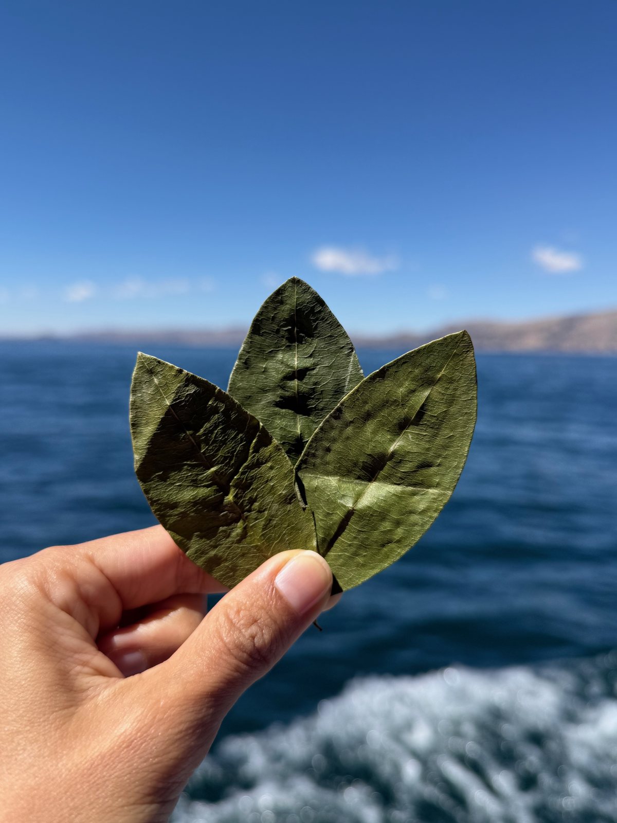Folhas de coca oferecidas às águas do Lago Titicaca